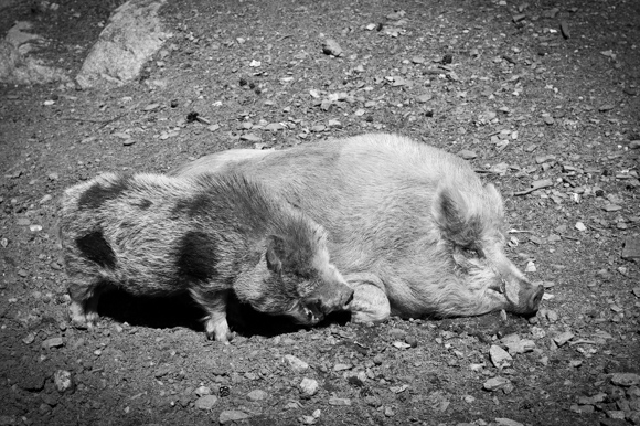 Jabalíes del mini zoo