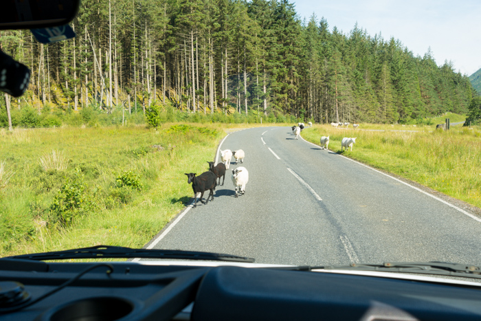 Lo habitual en Escocia, más animales que coches en la carretera