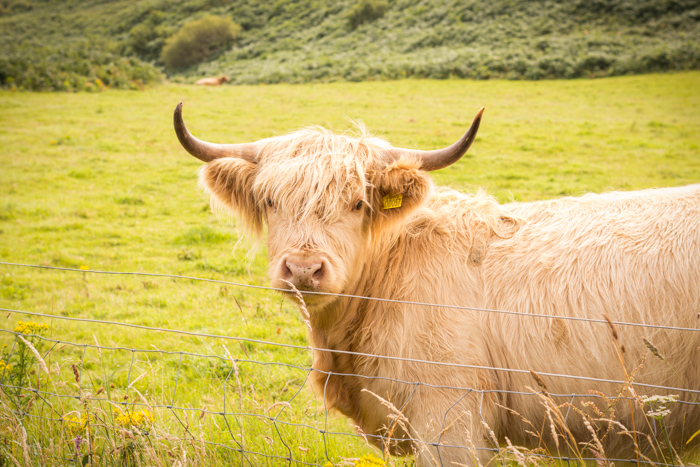 Típica vaca de las Highlands