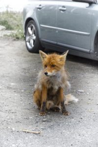 Zorro que apareción en el parking de Henningsvaer