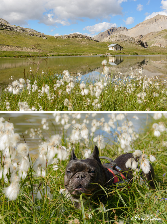 Lago en Col de la Bonette y Max disfrutando de la naturaleza