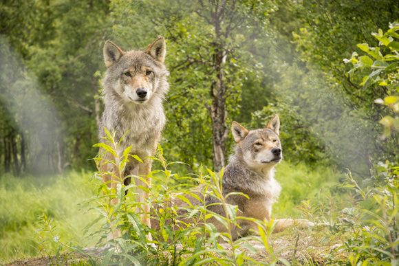 Lobos del Polar Park