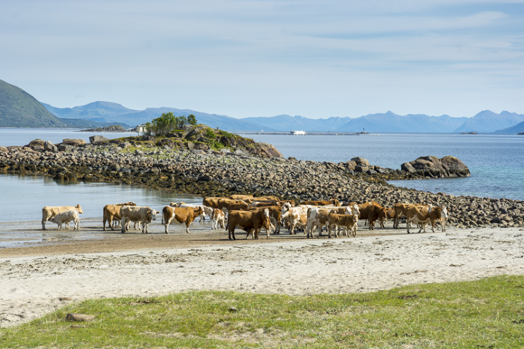 Playa de Fiskebol