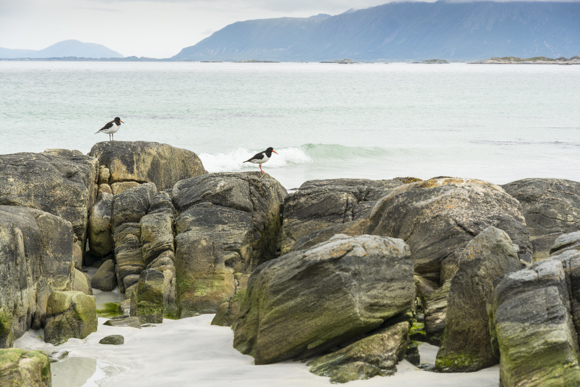 Pájaros ostreros en la playa Vinge