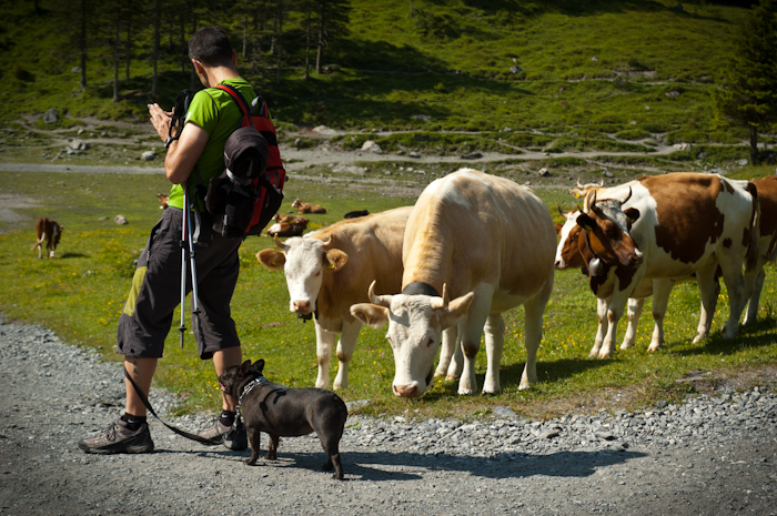 Las vacas siempre se acercan a Max a olerla, siente curiosidad, y ¡en Suiza no fue diferente!