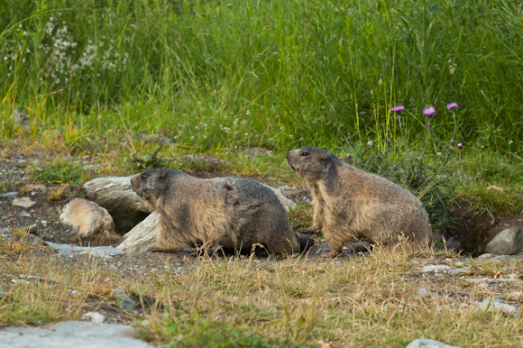 Las marmotas de Saas Fee