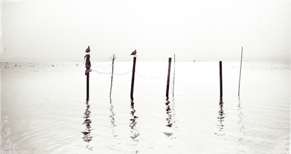 Aves de La Albufera