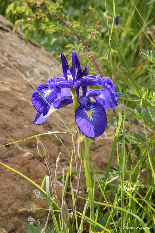 Flores en Ampriu Cerler