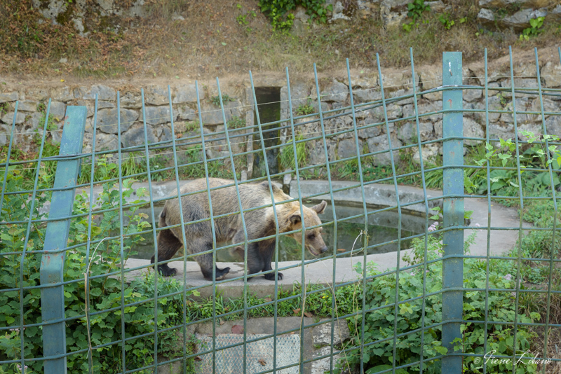 Senda del oso en autocaravana